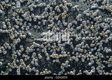 Cirripedi su una roccia Foto Stock