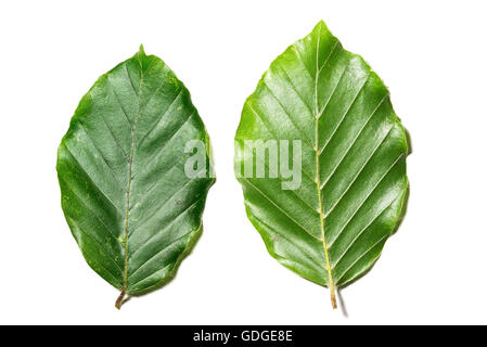 Foglie di Fagus sylvatica su sfondo bianco Foto Stock