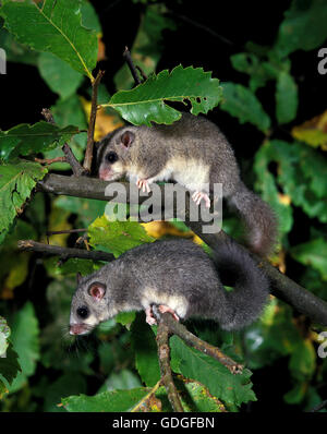 Commestibile, ghiro Glis glis, coppia Foto Stock