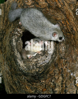 Commestibile, ghiro Glis glis, coppia in ingresso nido Foto Stock