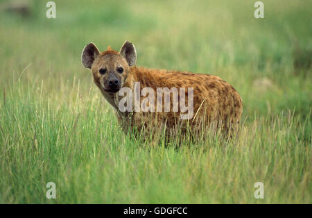 Avvistato iena, crocuta crocuta, adulto su erba lunga, il Masai Mara Park in Kenya Foto Stock