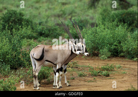 Beisa Oryx, oryx beisa, maschi, Kenya Foto Stock