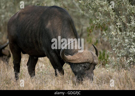 Bufalo africano, syncerus caffer, Adulti mangiare erba secca, Hell's Gate Park in Kenya Foto Stock