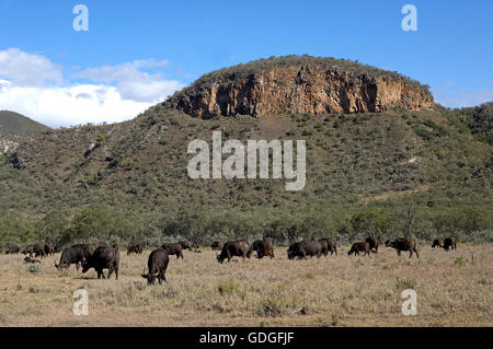 Bufalo africano, syncerus caffer, allevamento e paesaggio, Hell's Gate Park in Kenya Foto Stock