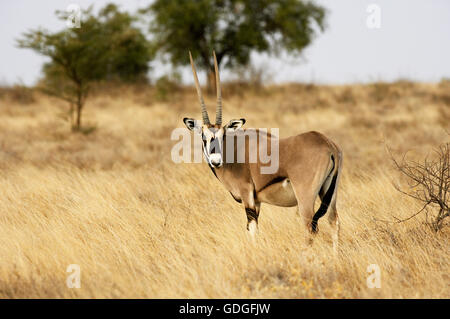 Beisa Oryx, oryx beisa, adulto nella savana, Masai Mara Park in Kenya Foto Stock