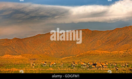 Gemsbok, oryx gazella, allevamento nel Parco Namib-Naukluft in Namibia Foto Stock