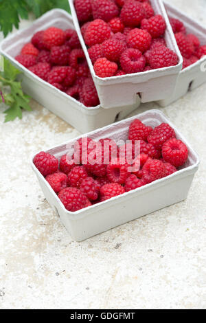 Punnets di raccolti di fresco frutta Lampone Foto Stock