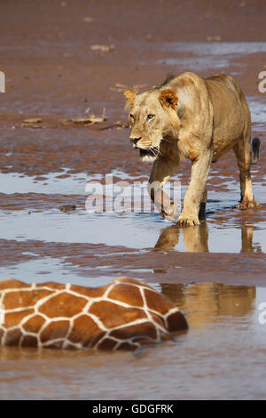 Leone africano, panthera leo, Giovane Maschio mangiare Giraffe reticolate bloccato e annegare nel fiume Samburu Park in Kenya Foto Stock