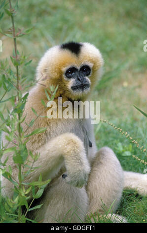 Concolor gibbone o bianco Cheeked Gibbon, hylobates concolor, seduta femmina Foto Stock