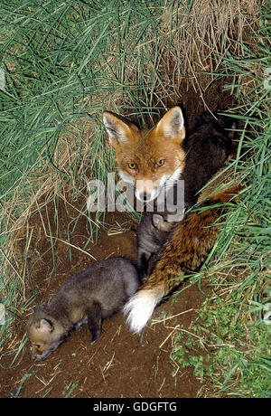 Red Fox, vulpes vulpes, Madre con Cub a Den ingresso, Normandia Foto Stock