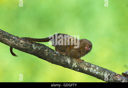 Pigmei, Marmoset callithrix pygmaea, adulti sul ramo Foto Stock