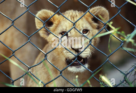 Leone africano, panthera leo, Cub in gabbia Foto Stock