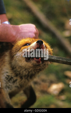 Scavo Red Fox, vulpes vulpes Foto Stock