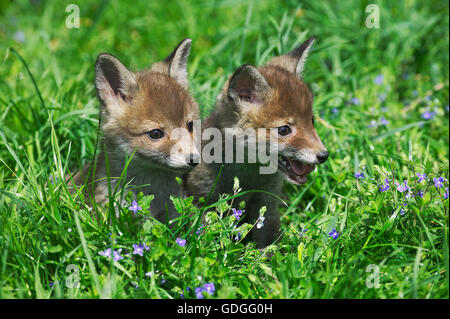 Red Fox, vulpes vulpes, Pup in erba lunga, Normandia Foto Stock