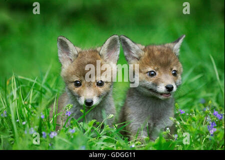 Red Fox, vulpes vulpes, Pup in erba lunga, Normandia Foto Stock