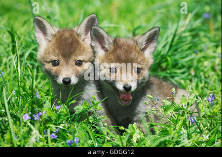 Red Fox, vulpes vulpes, Pup in seduta fiori, Normandia Foto Stock