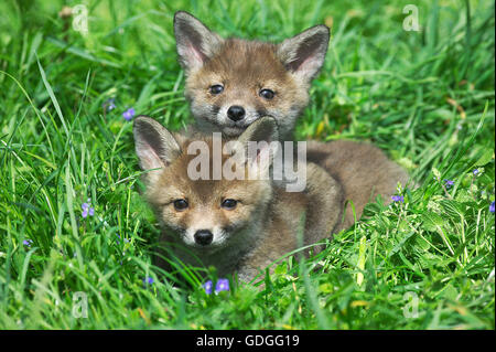 Red Fox, vulpes vulpes, Pup posa su erba, Normandia Foto Stock