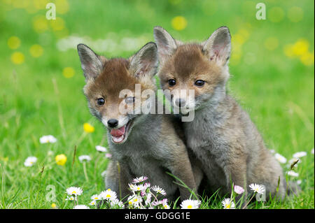 Red Fox, vulpes vulpes, Pup in seduta fiori, Normandia Foto Stock