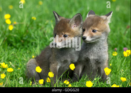 Red Fox, vulpes vulpes, Pup con fiori, Normandia Foto Stock