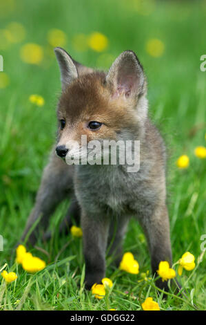 Red Fox, vulpes vulpes, Cub con fiori gialli, Normandia Foto Stock