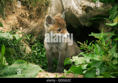 Red Fox, vulpes vulpes, Pup in Den ingresso, Normandia Foto Stock