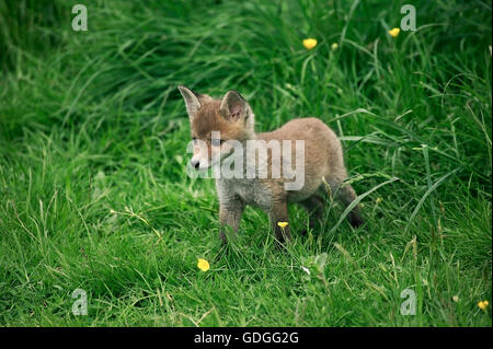 Red Fox, vulpes vulpes, Pup su erba, Normandia Foto Stock