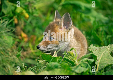 Red Fox, vulpes vulpes, Pup, Normandia Foto Stock