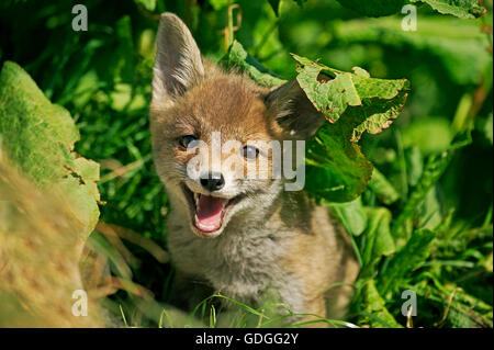 Red Fox, vulpes vulpes, Pup in erba lunga, Normandia Foto Stock