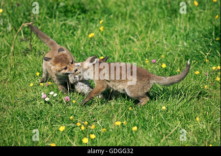 Red Fox, vulpes vulpes, Pup con coniglio selvatico in bocca, Normandia Foto Stock