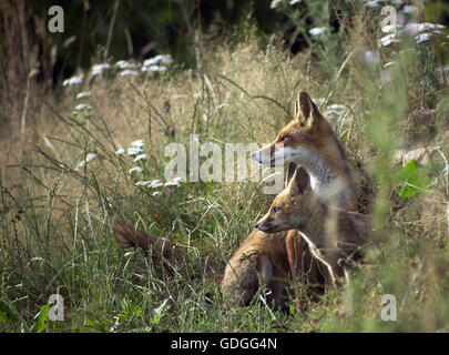 Red Fox, vulpes vulpes, femmina con Cub a den ingresso, Normandia Foto Stock