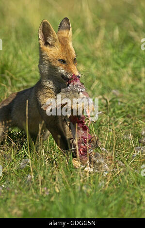 La volpe rossa vulpes vulpes, adulto Alimentazione su una pernice, NORMANDIA IN FRANCIA Foto Stock