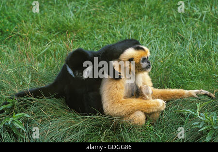 CONCOLOR GIBBONE O BIANCO CHEEKED GIBBONE hylobates concolor, coppia col giovane Foto Stock