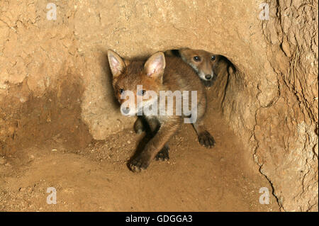 Red Fox, vulpes vulpes, Cub a Den ingresso, Normandia Foto Stock