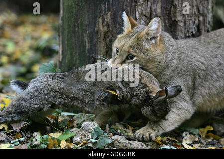 Jungle Cat, felis chaus con un kill, un coniglio Foto Stock