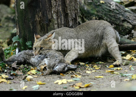 Jungle Cat, felis chaus, Adulto con un kill, un coniglio selvatico Foto Stock