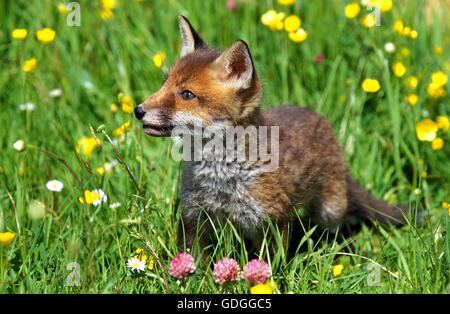 Red Fox, vulpes vulpes, Pup in fiori Foto Stock