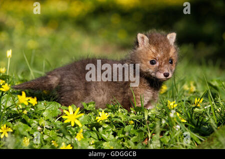 Red Fox, vulpes vulpes, Cub con fiori, Normandia Foto Stock