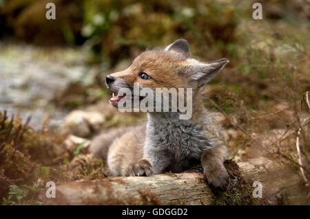 Red Fox, vulpes vulpes, Cub, Normandia Foto Stock