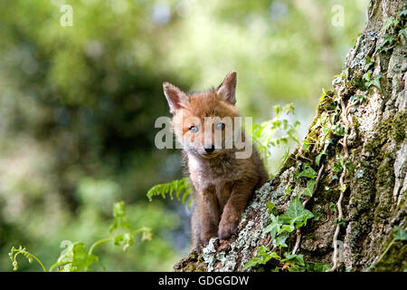 Red Fox, vulpes vulpes, Cub, Normandia Foto Stock