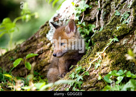 La volpe rossa vulpes vulpes, PUP IN DEN INGRESSO, NORMANDIA IN FRANCIA Foto Stock