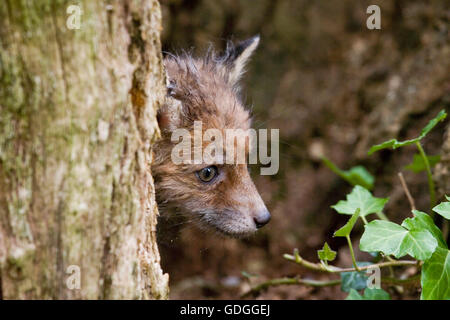 Red Fox, vulpes vulpes, Cub a Den ingresso, Normandia Foto Stock