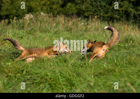 Red Fox, vulpes vulpes, Adulti combattimenti, Normandia Foto Stock