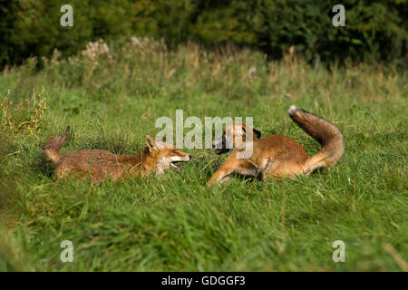 Red Fox, vulpes vulpes, Adulti combattimenti, Normandia Foto Stock