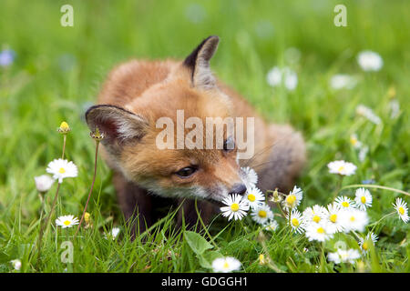 Red Fox, vulpes vulpes, Cub seduta con fiori, Normandia Foto Stock