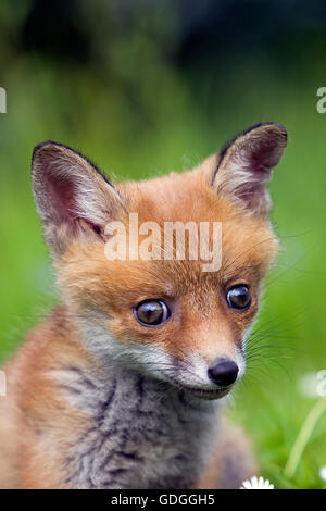 Red Fox, vulpes vulpes, ritratto del cub, Normandia Foto Stock