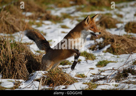 La volpe rossa vulpes vulpes, femmina cercando di catturare una preda, NORMANDIA IN FRANCIA Foto Stock