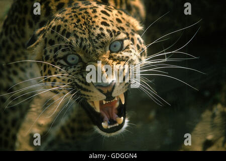 Leopard, panthera pardus, Ritratto di adulto ululano Foto Stock