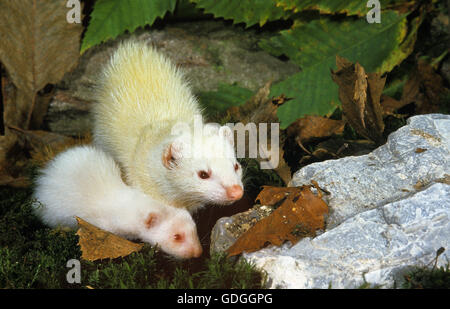 FERRET mustela putorius furo, FEMMINA CON I GIOVANI Foto Stock