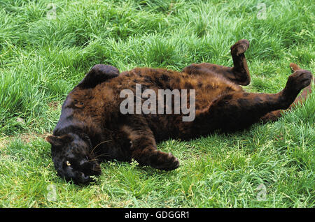 Black Panther, panthera pardus, laminazione femmina Foto Stock