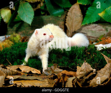 Ferret, mustela putorius furo, femmina Foto Stock